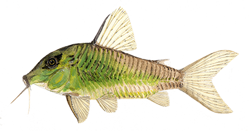 Printed mug -nCorydoras sp. CW080